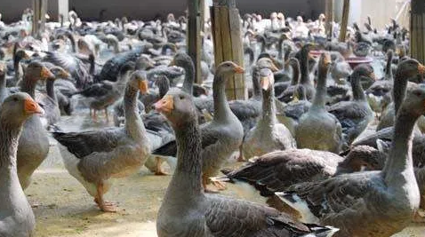怒江朗德鹅养殖场教大家如何控制好养殖朗德鹅温度和湿度？