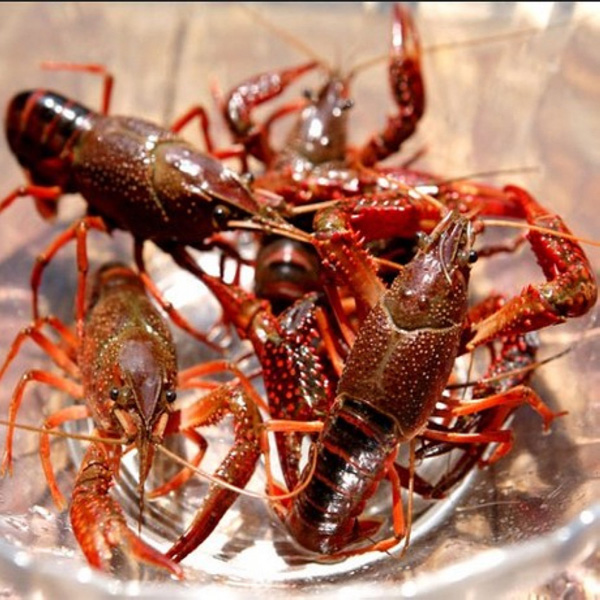 云南小龙虾养殖公司提醒你小龙虾养殖需合理投饵