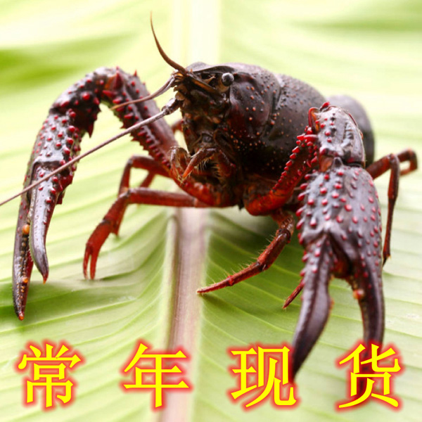 云南昆明小龙虾养殖基地小龙虾主要价值
