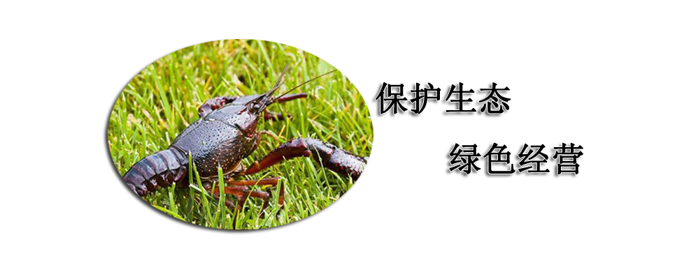 云南昆明小龙虾养殖配送告诉你养殖小龙虾饲料很重要