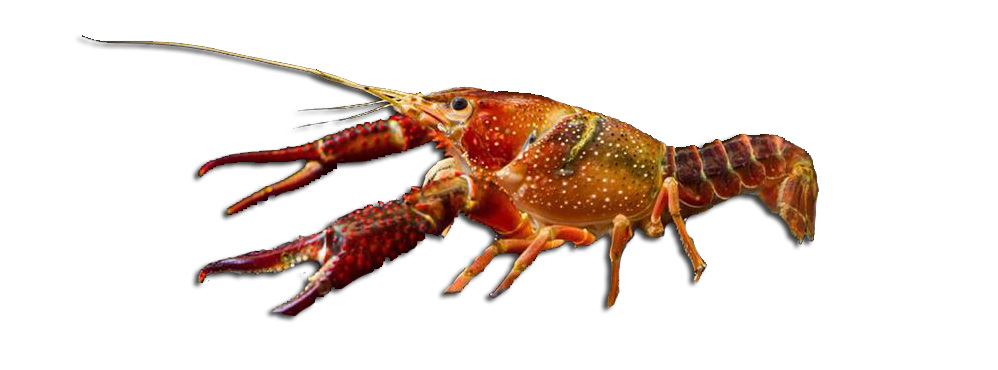 安徽小龙虾批发厂家的小龙虾是经过基因改造而引进的