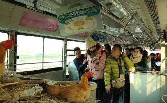 天津现“养鸡公交”，福州工地食堂外包厂家疑惑乘车能领鲜鸡蛋？