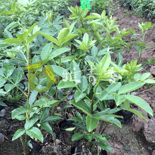 四川地区藤椒苗的种植在前期的管理工作主要是提高苗期的生长发育