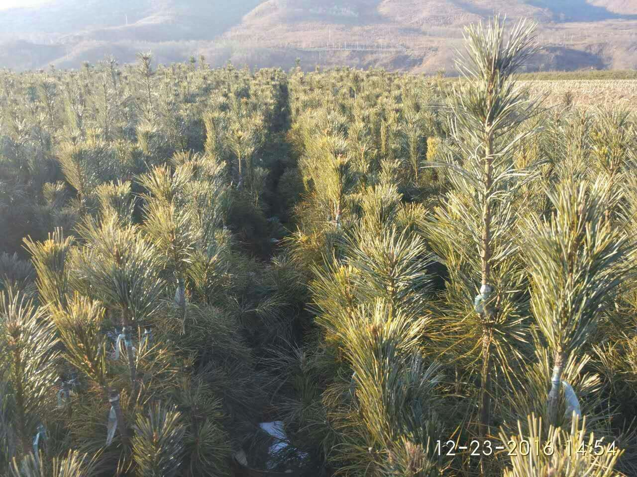 赤峰红松苗批发之松油小知识