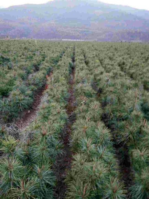 赤峰红松苗之如何保证松树成活率