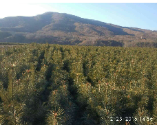 四平红松苗批发厂家公开树木过冬方法