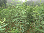 石桥皂角皂角树苗巧用植物生长调节剂