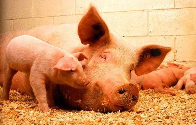 改善仔豬腹瀉和母豬便秘最好的微生物添加劑---健之源豬專用