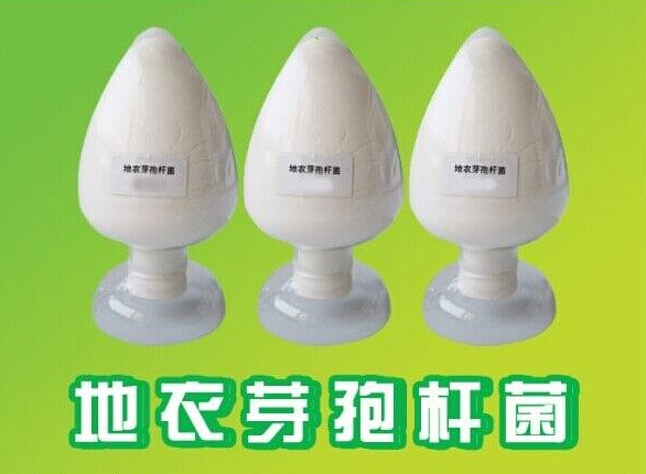 重庆健之源牌原粉系列生产厂家对地衣芽孢杆菌的介绍
