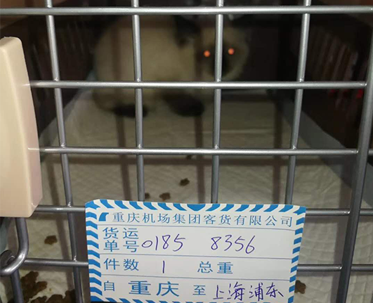 上海宠物汽车托运