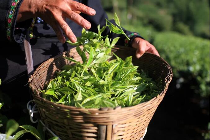 近兩年多來，云南省以“抓有機”為代表，農業綠色發展成效明顯