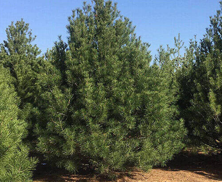 白皮松苗木科学管理方法保证苗木质量