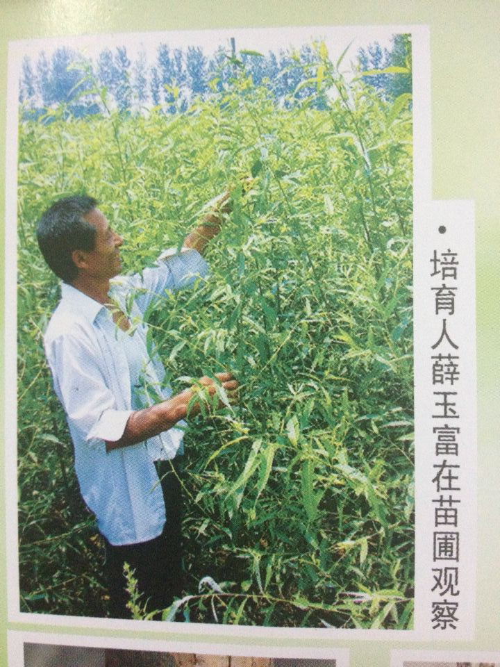 河南省新乡市最大的柳树基地，豫新柳苗圃场