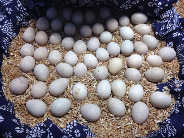湖南鹧鸪蛋批发讲述其营养价值