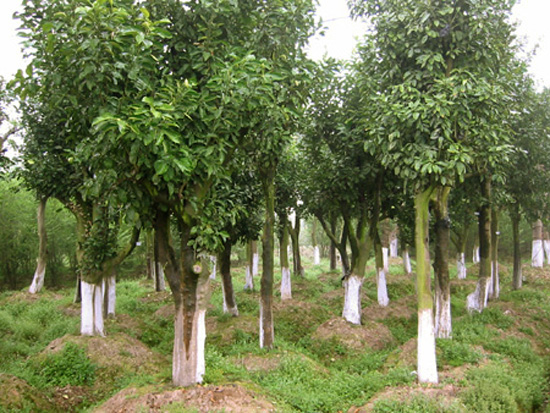 湖南益阳香泡树销售商教您春天新栽的苗木养护措施