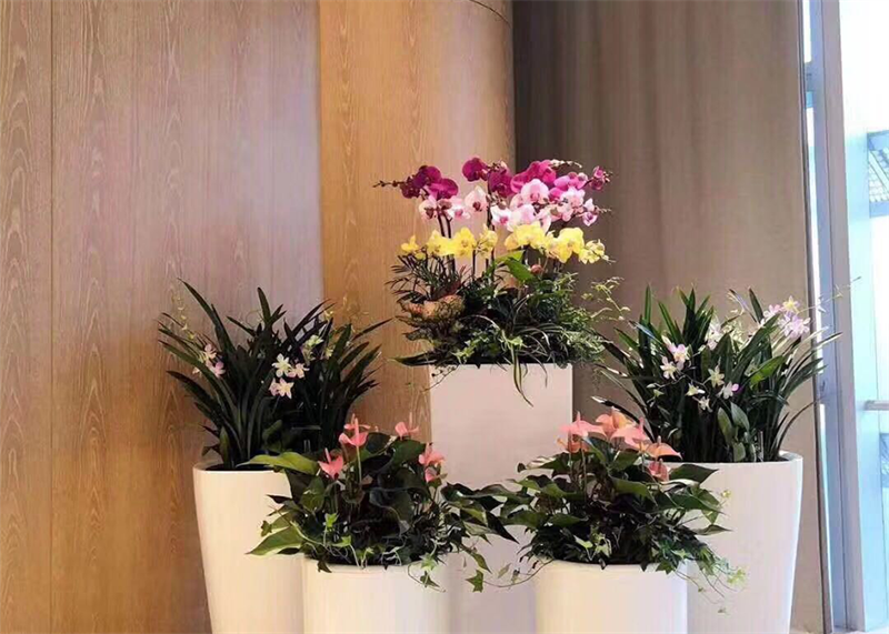 青岛利群展厅花卉租赁