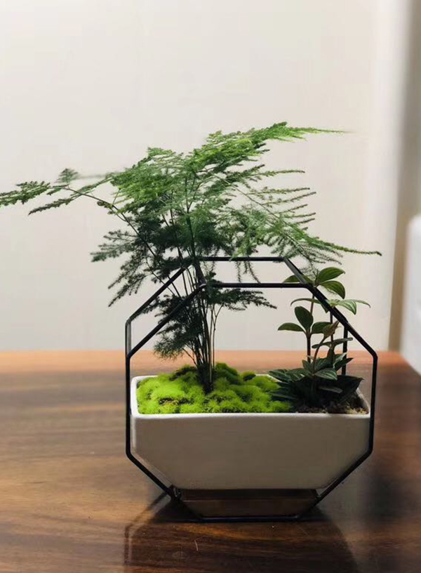 小型绿植-文竹