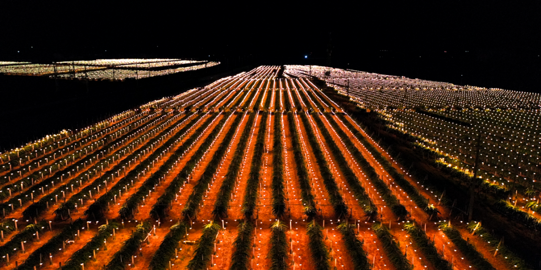 植物补光灯点“旺”云南红河州弥勒市朋普镇火龙果种植基地