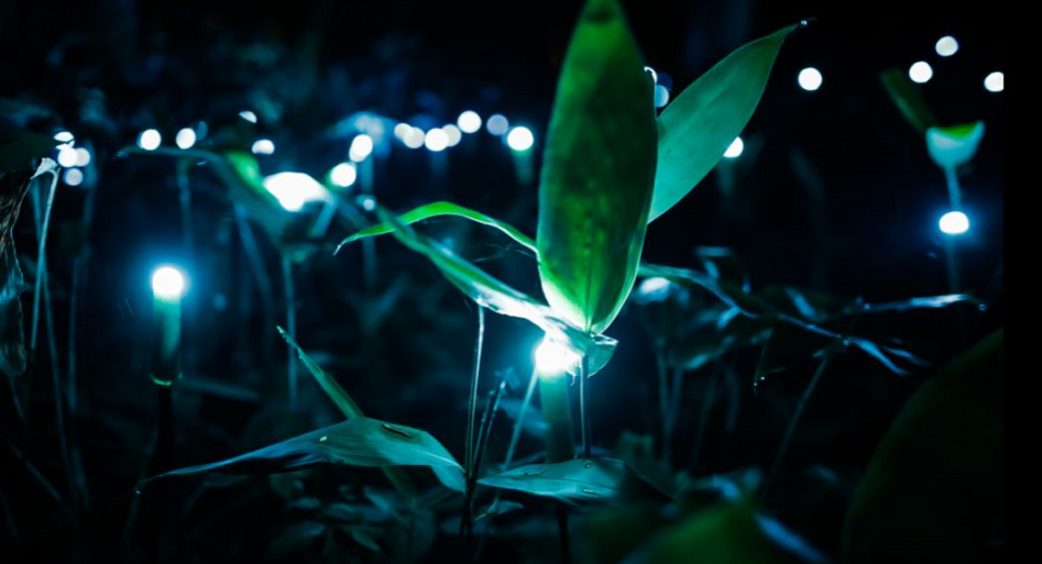 植物光影如何设计？