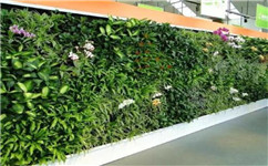 沈阳绿植墙厂家带您了解植物墙的5个优点