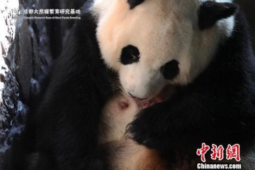 甘肃脚手架租赁公司分享2019年全球首只圈养大熊猫幼仔平安出生，母子平安