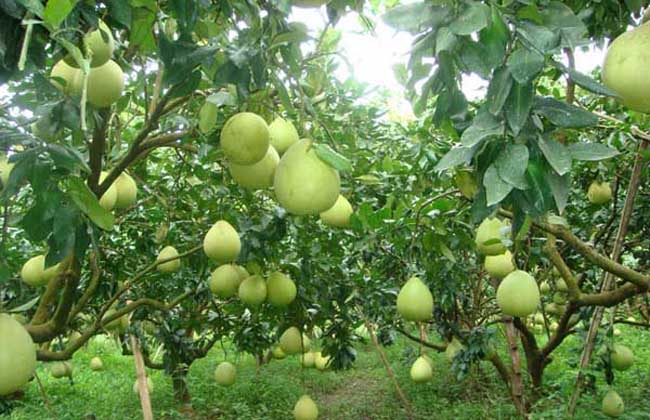 湖南常德绿洲园林苗圃分享柚子树的种植技术与掌上农村电商