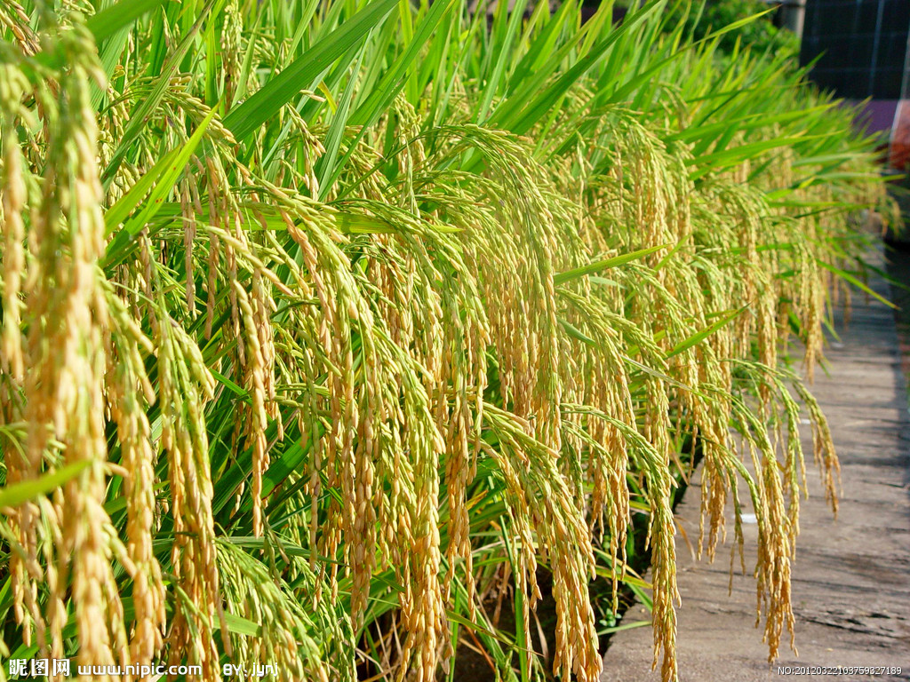 中国 山东农村农产品 杂交小麦研发取得重大进步 每年将增产100亿公斤