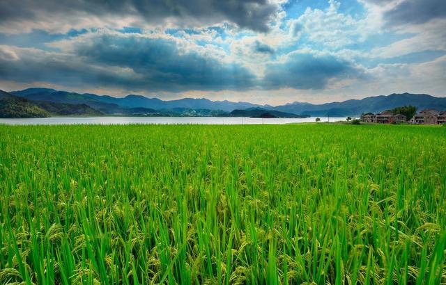 陕西有机农产品电商网种植新模式，助力农业新发展