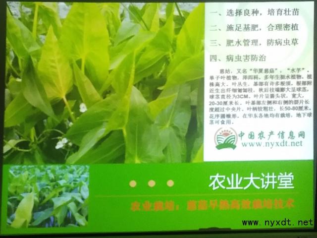 云南农村种植有机农产品 农业栽培：慈菇早熟高效栽培技术