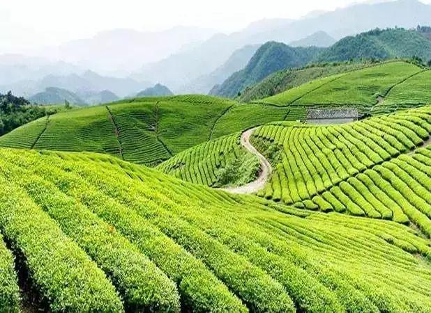 如何打造以茶为主导产业的的田园综合体？云南掌上农村电商平台