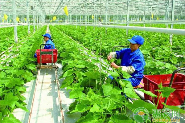 2018佛山农村种植有机农产品，最新三农政策进展，了解一下