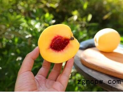 广西农村种植有机农产品一乡一业：桂东黄桃