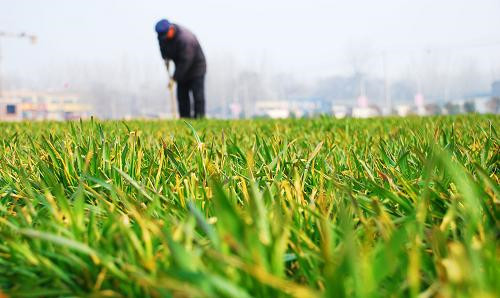 云南农村种植有机农产品 农业补贴有调整 化肥行业压力增