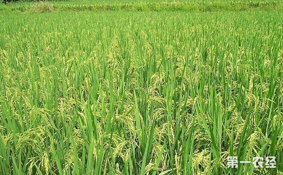 浙江掌上农村电商平台农业农村部：要努力促进水稻新品种的选育推广