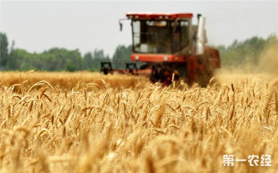 宁波掌上农村电商平台农村种植结构调整 今年我国夏粮产量下降2.2%