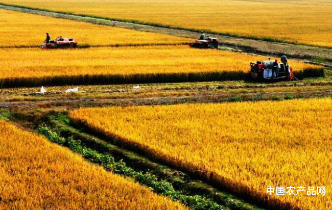 重庆掌上农村电商平台秋粮丰收，杂粮杂豆增加，绿色农业有进展