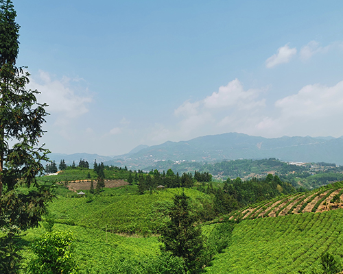贵州茶叶生产浅谈纯手工茶叶制作流程