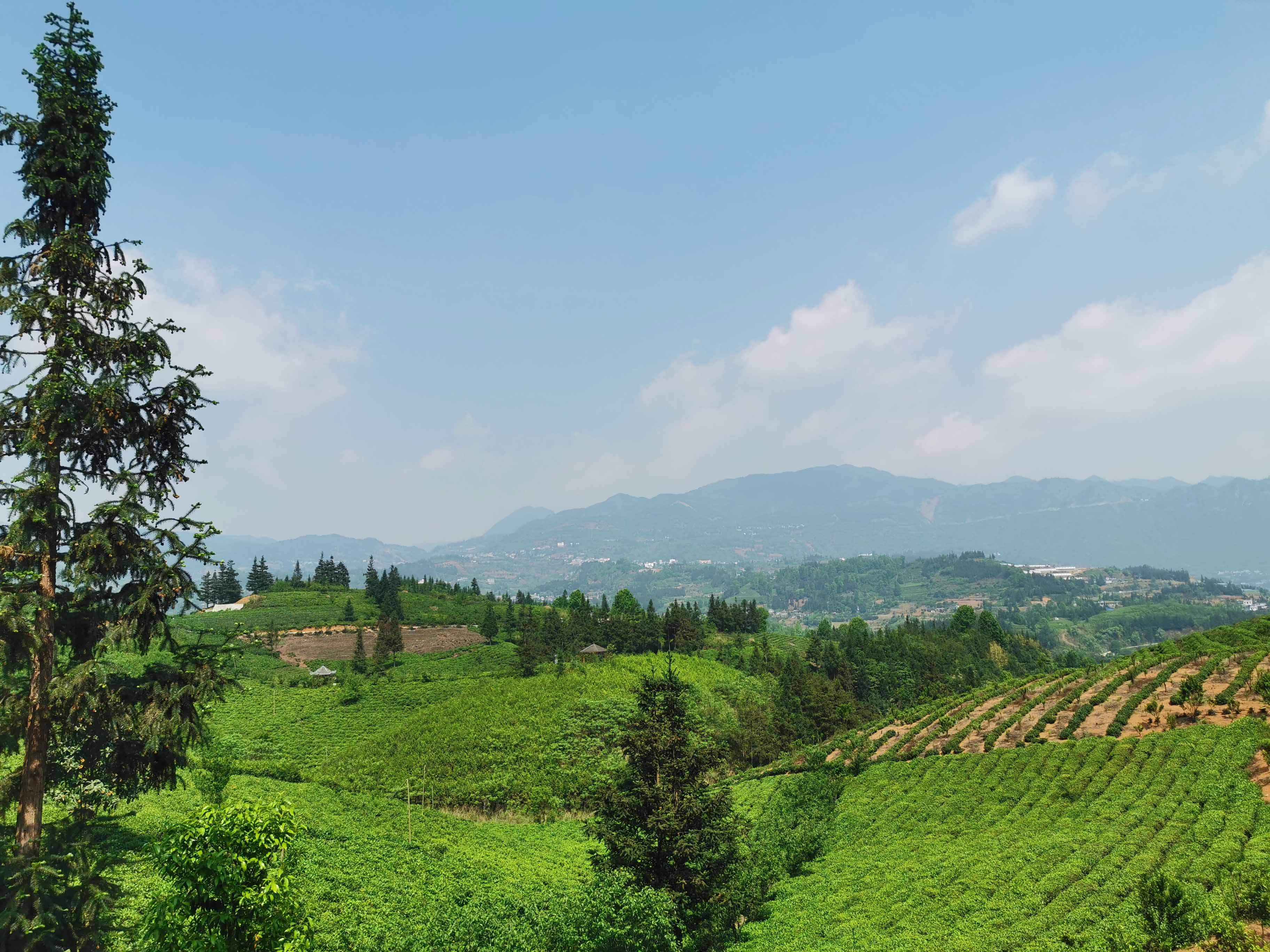 贵州茶叶生产