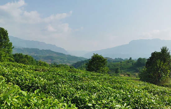 贵州正山堂普安红茶业有限责任公司