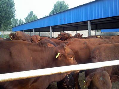 2013小牛犊价格预测|河北西门塔尔牛养殖场