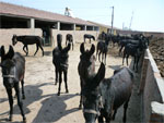 山东中旺牧业运输牛羊驴种苗的注意事项