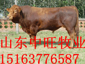 山东鲁西黄牛养殖场最新鲁西黄牛价格