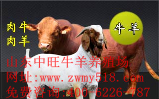 肉牛犊价格 中旺牧业 正规牛羊养殖调拨单位