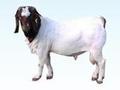 农村养羊-波尔山羊的养殖效益分析
