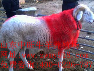 小尾寒羊选种技术，教您如何选好种羊