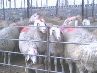 小尾寒羊母羊和小羊羔的科学喂养