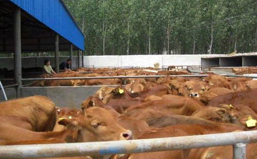 最新鲁西黄牛养殖技术讲解-中旺牧业