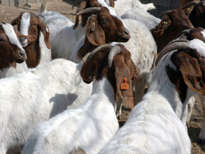 羊的育种包括纯种繁育和杂交两个方面