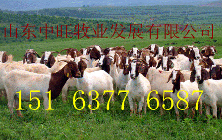 贵州山区养羊生产中羊舍改造技术