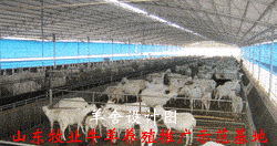 波尔山羊养殖场羊舍建设标准-山东中旺万家养殖集团